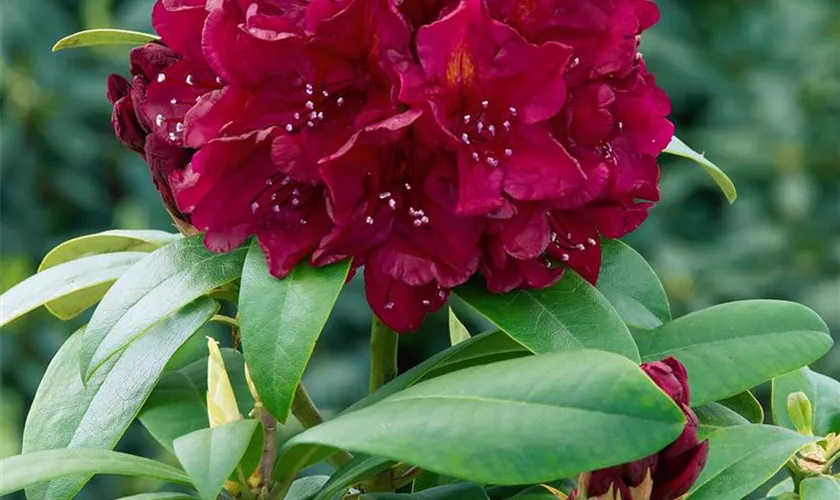 Rhododendron 'Black Widow'