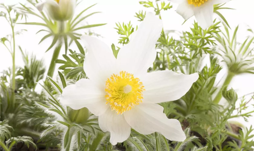 Pulsatilla vulgaris 'Pinwheel Weiß'®