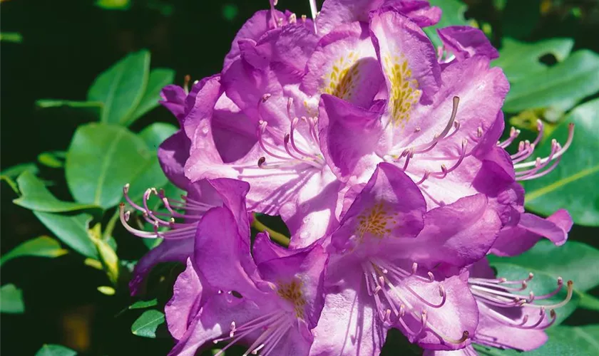 Rhododendron 'Madame Jule Porges'