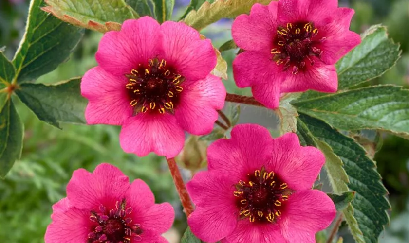 Potentilla nepalensis 'Helen Jane'