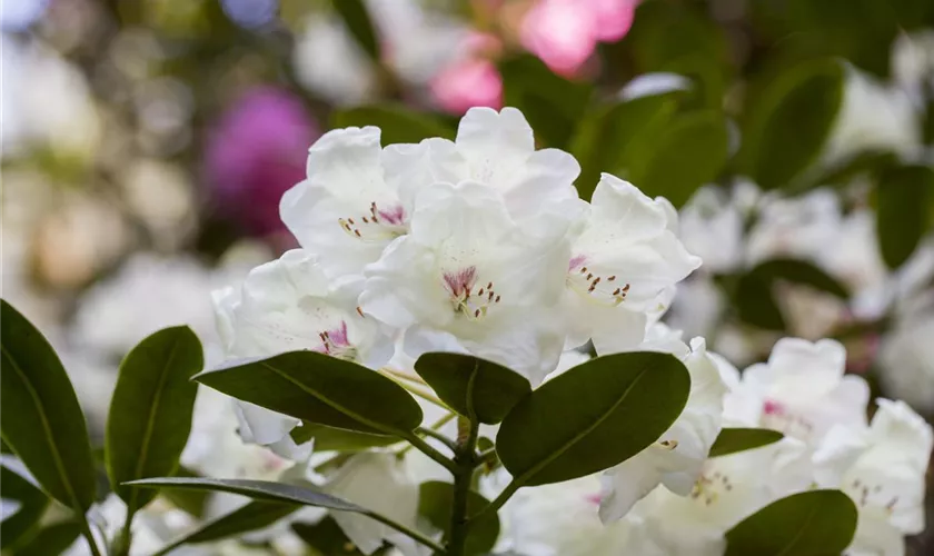 Rhododendron 'Hachmann´s Picobello'®