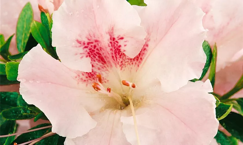 Rhododendron obtusum 'Gumpo'