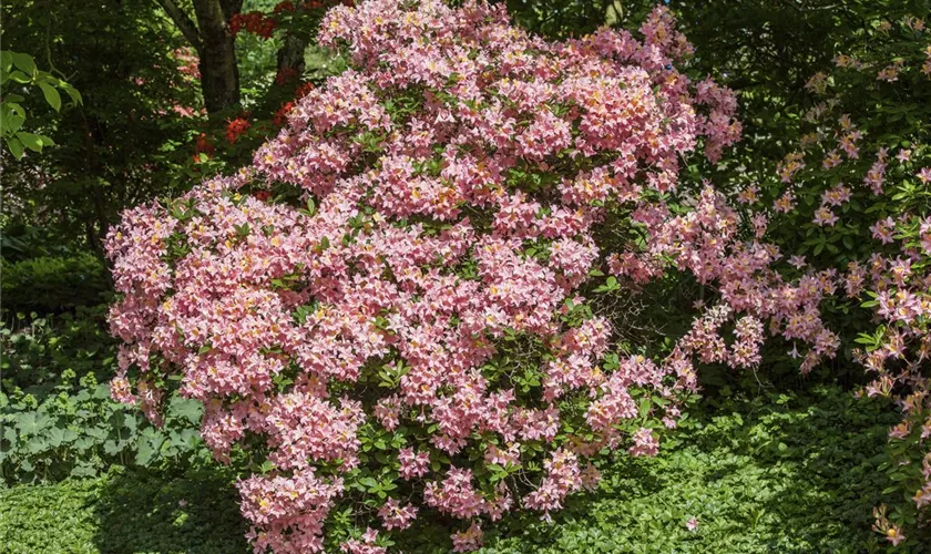 Sommergrüne Azalee 'Beauté de Flandre'