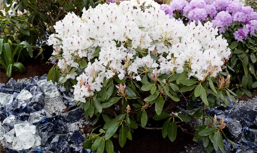 Rhododendron 'Madame Masson'