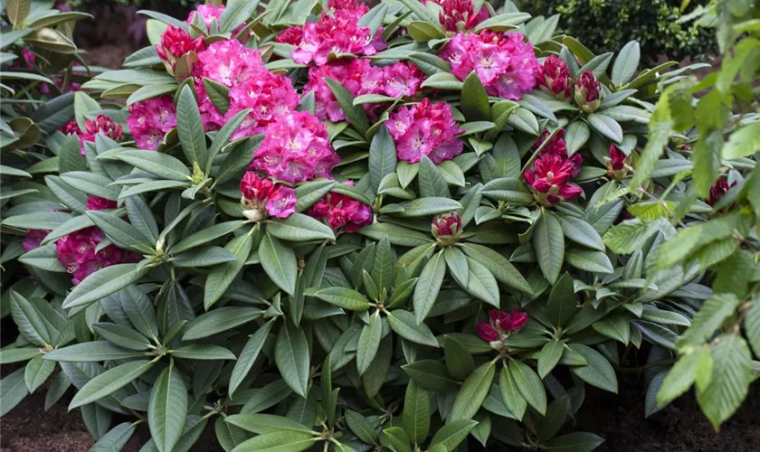 Rhododendron 'Berliner Liebe'