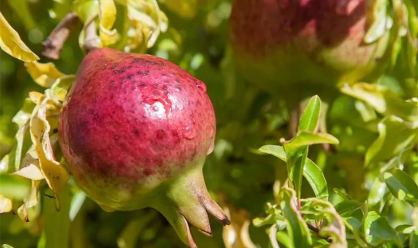 Punica granatum 'Provence'