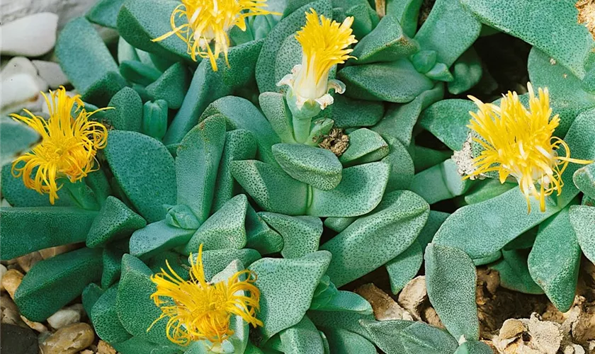 Pleiospilos bolusii