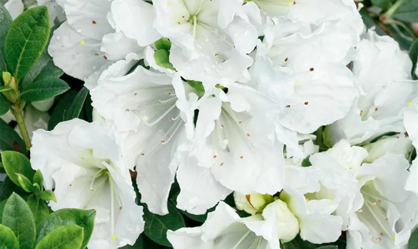 Rhododendron obtusum 'Hino White'