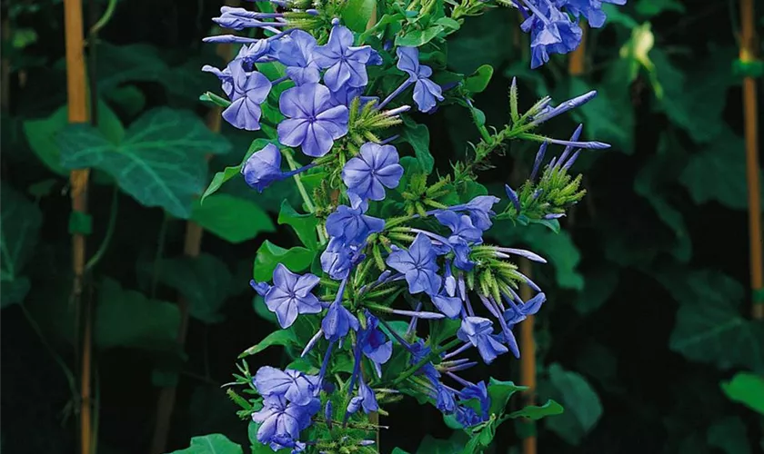 Plumbago auriculata 'Bleu Foncé'