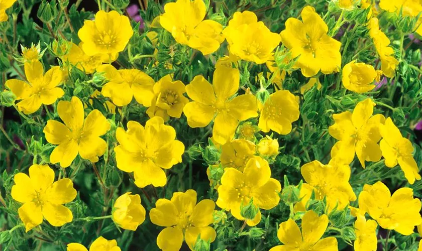 Potentilla recta 'Warrenii'