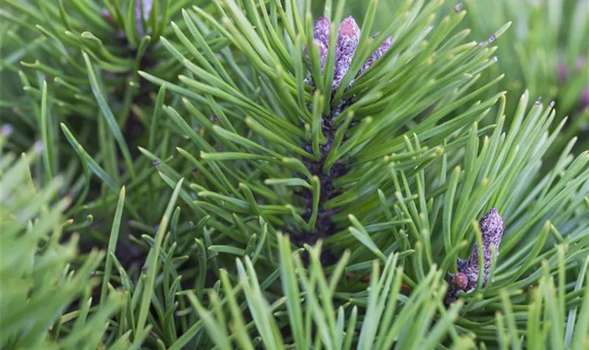 Pinus pumila 'Glauca'