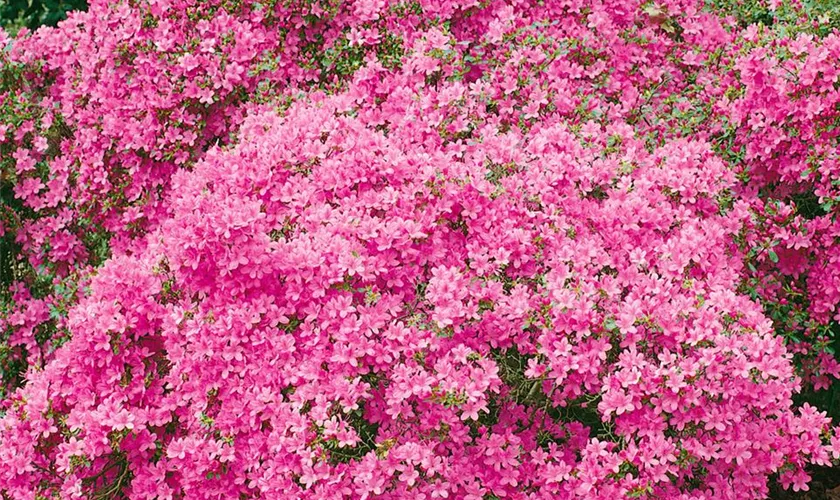 Rhododendron obtusum 'Hinomayo'