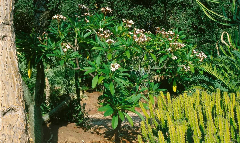 Plumeria obtusa 'Hawaiian Pearl'