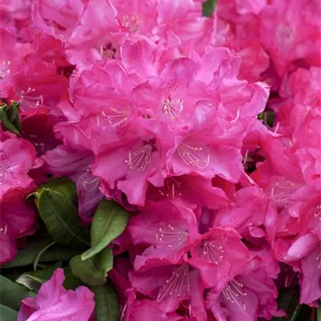 Rhododendron 'Diamant'