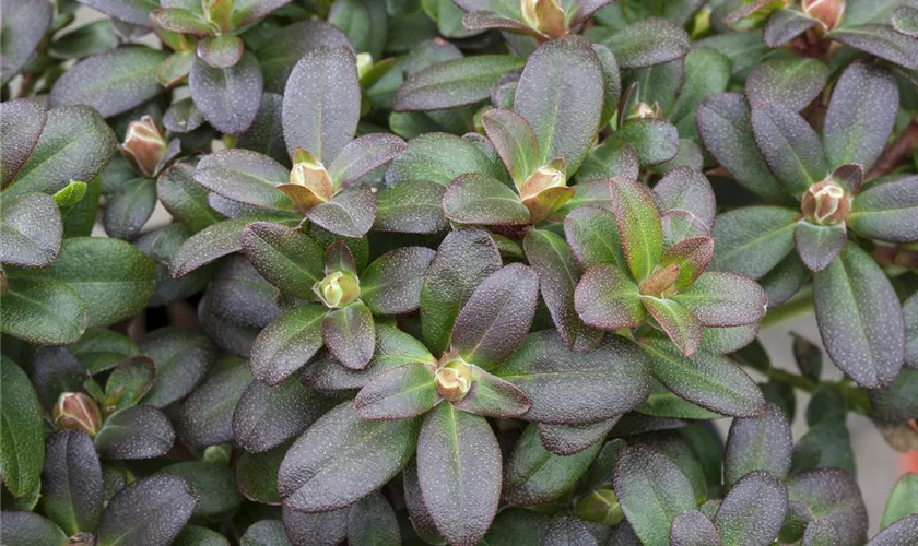 Zwergalpenrose 'Shamrock'