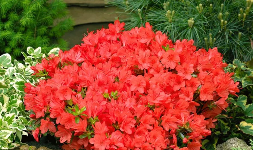 Rhododendron obtusum 'Jeanette'