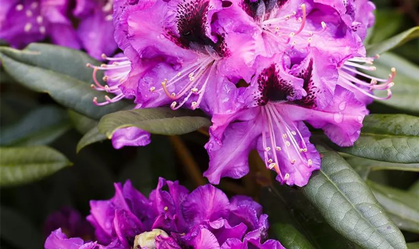 Rhododendron-Hybride 'Blaue Jungs'