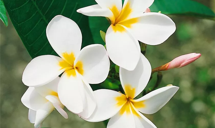 Weiße Frangipani 'Lanna White'