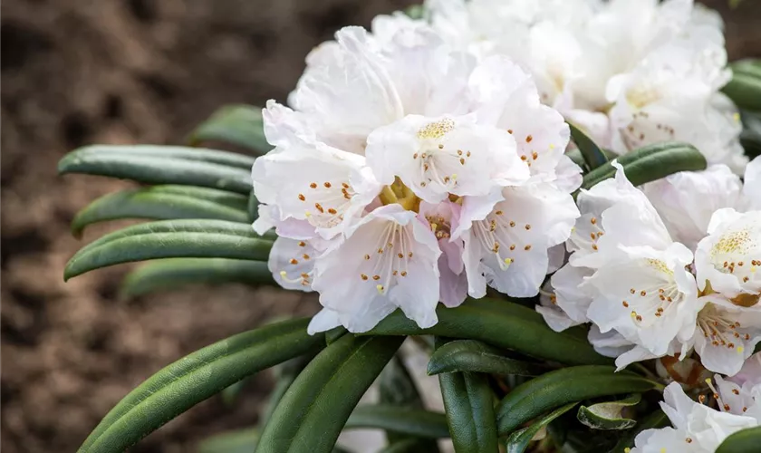 Rhododendron 'Makiyak'