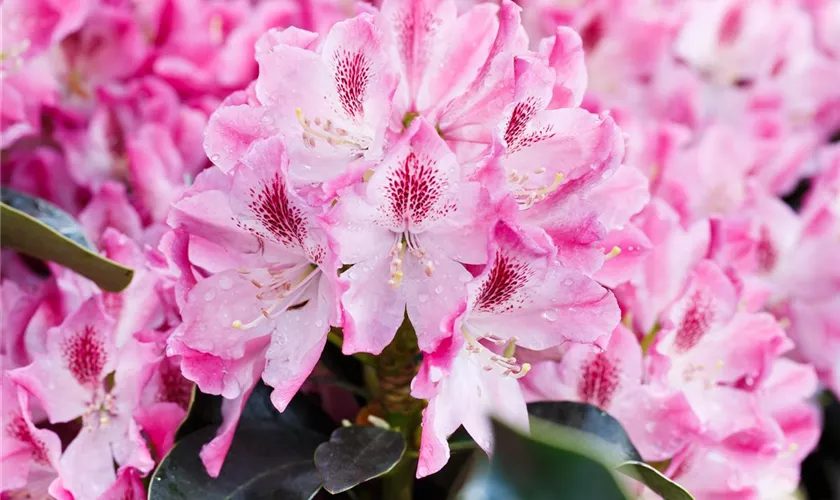 Rhododendron 'Helen Martin'