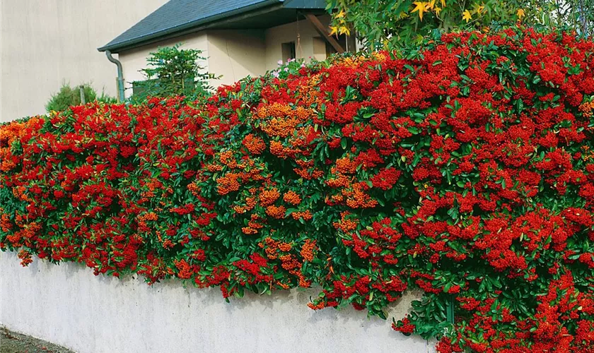 Pyracantha coccinea 'Dart´s Red'