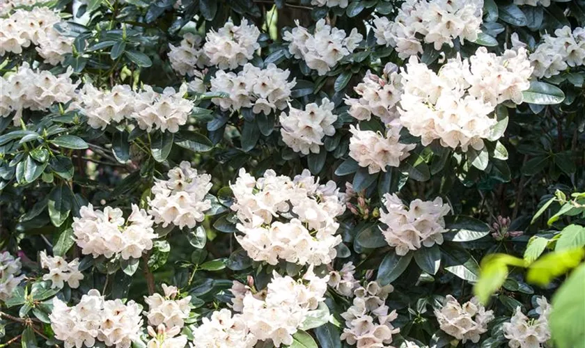 Rhododendron 'Mambo'