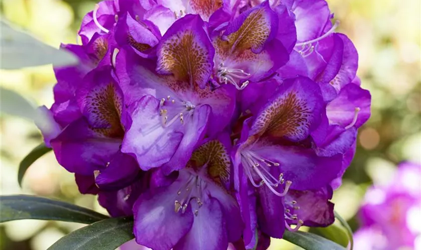 Rhododendron 'Bluebell'