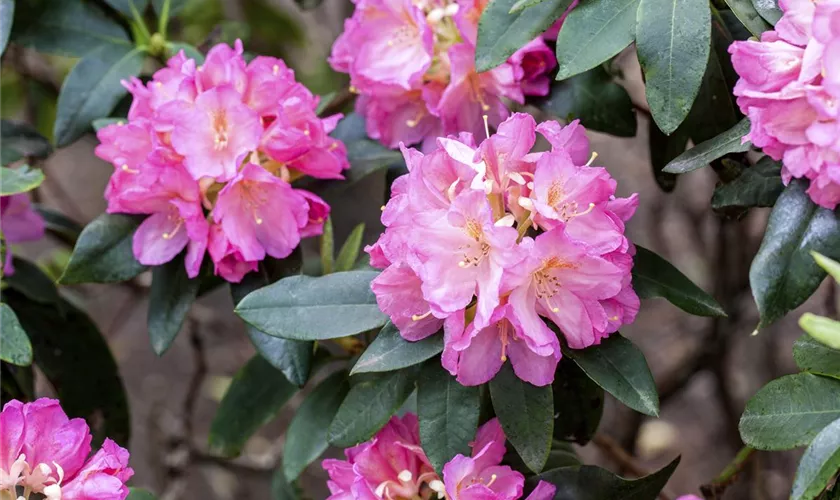 Rhododendron 'Henri Nannen'