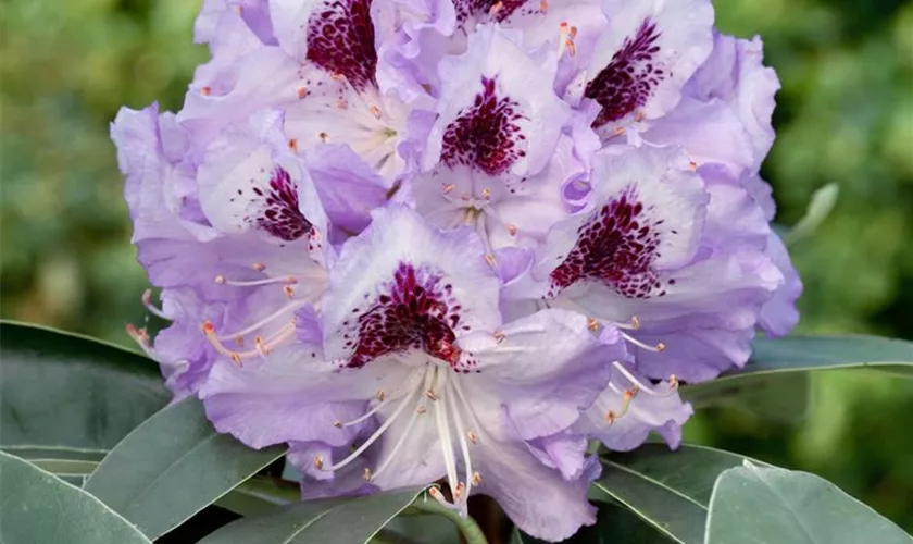 Rhododendron 'Blue Lagoon'