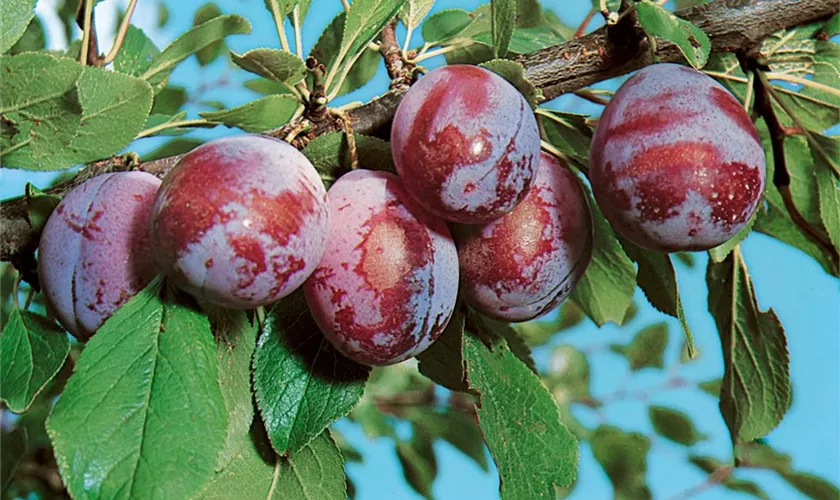 Prunus domestica subsp. syriaca 'Löhrpflaume'