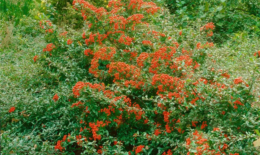 Pyracantha coccinea 'Koralle'