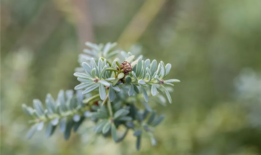 Alpen-Steineibe 'Blue Gem'