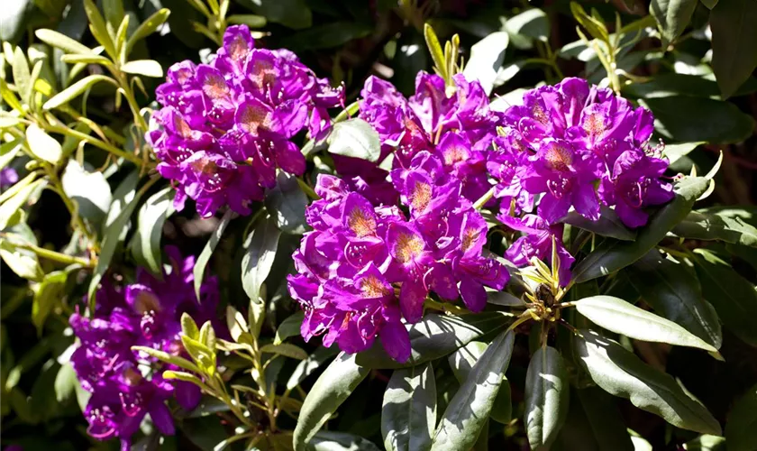 Rhododendron 'Marcel Menard'