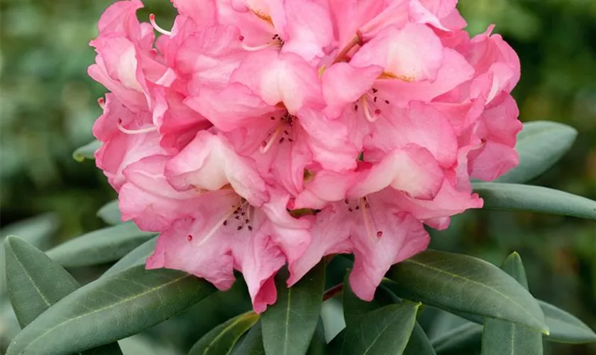 Rhododendron 'Herbstzauber'®(s)