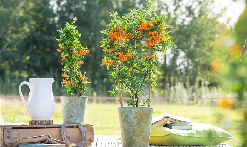 Pyracantha coccinea 'Orange Glow'