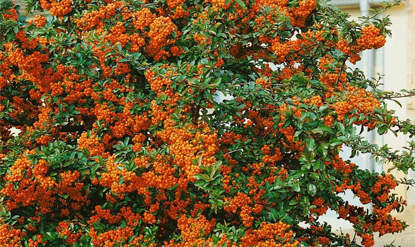 Pyracantha 'Praecox'