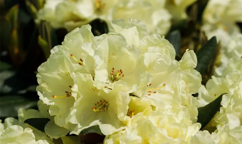 Rhododendron 'Marianne'