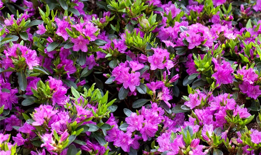 Rhododendron obtusum 'Königstein'