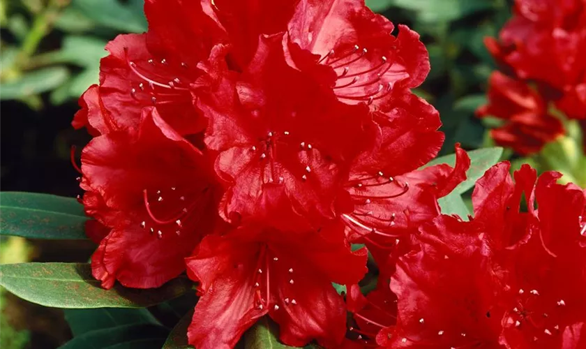 Rhododendron brachycarpum 'Django'