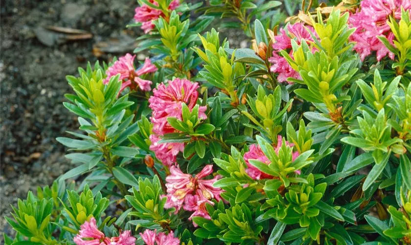 Rhododendron hirsutum