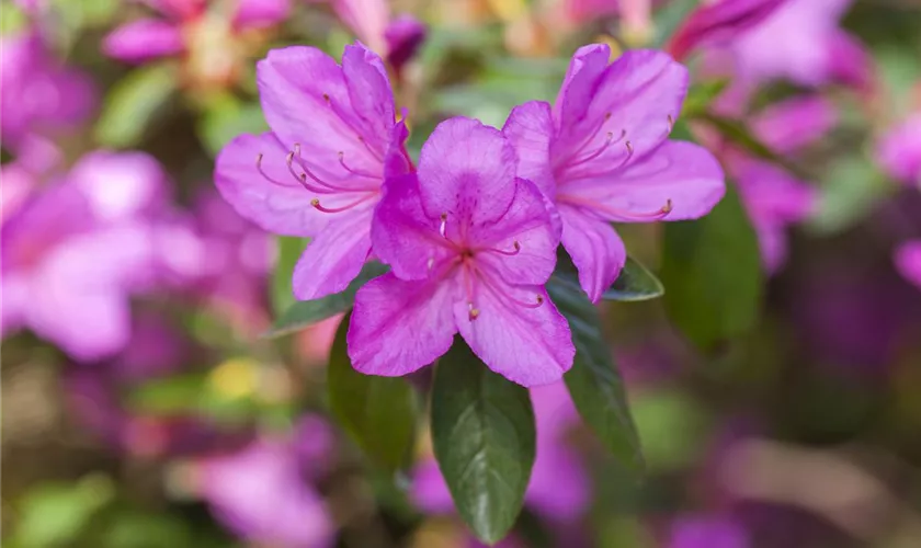 Rhododendron obtusum 'Lilac Time'