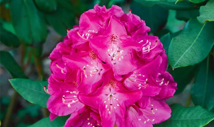 Rhododendron 'Schloss Höllinghofen'