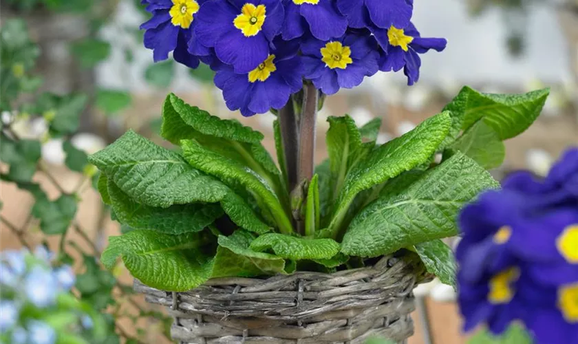 Primula auricula 'Mariandl'