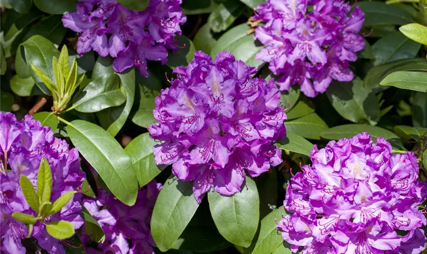 Rhododendron 'Markgraf'