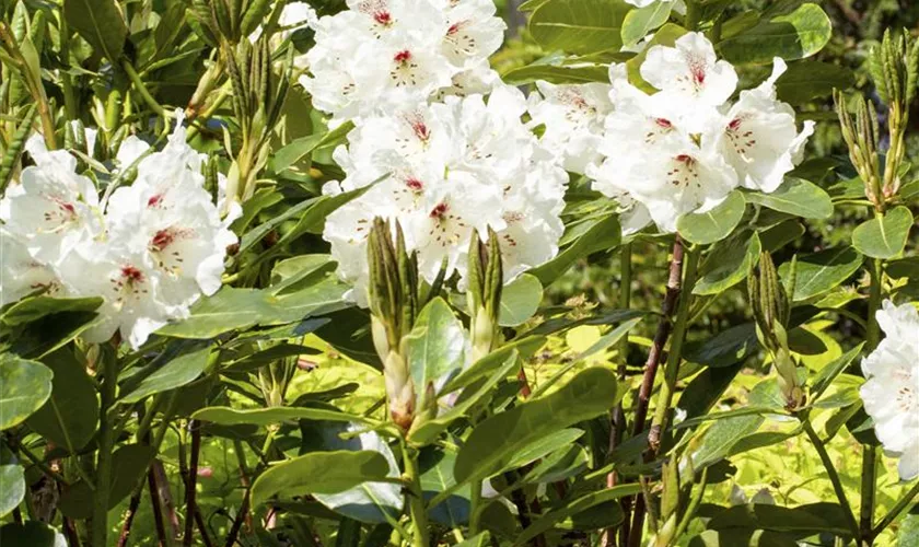 Rhododendron 'Breslau'