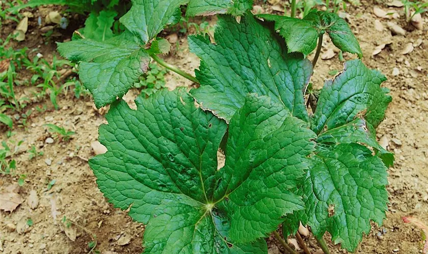 Schildförmiger Fußblatt