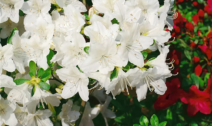 Rhododendron obtusum 'Luzi'