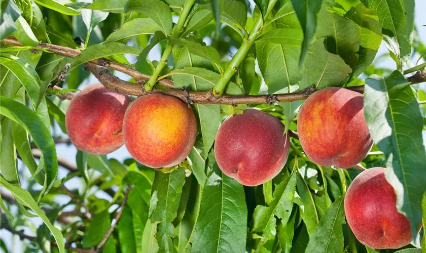 Prunus persica var. persica 'Springcrest'