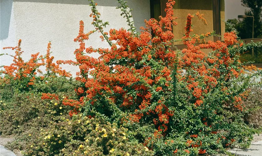 Pyracantha 'Kasan'