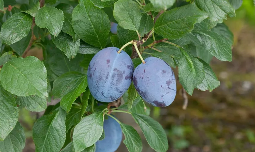 Prunus domestica 'Valor'